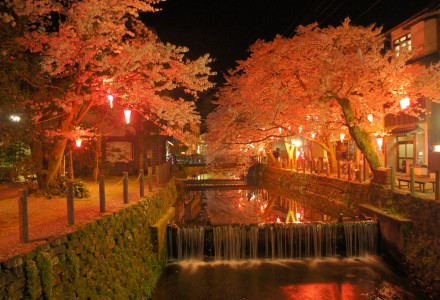 城崎温泉街の桜