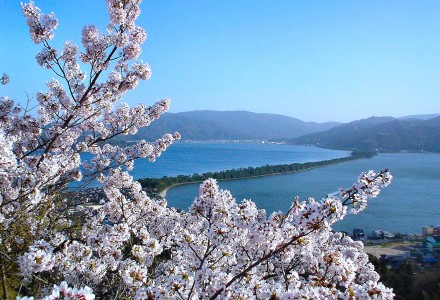 傘松公園の桜