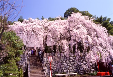 吉田のしだれ桜