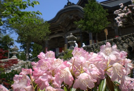 成相寺 しゃくなげ